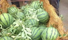 海宁吃瓜爆料公司地址,地址曝光，带你一探究竟